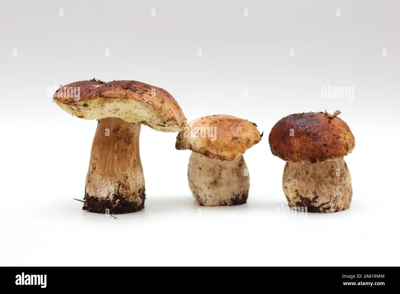 Trois sales, non épluché sur tube permanent penny bun mushroom isolé sur un fond blanc. Banque D'Images