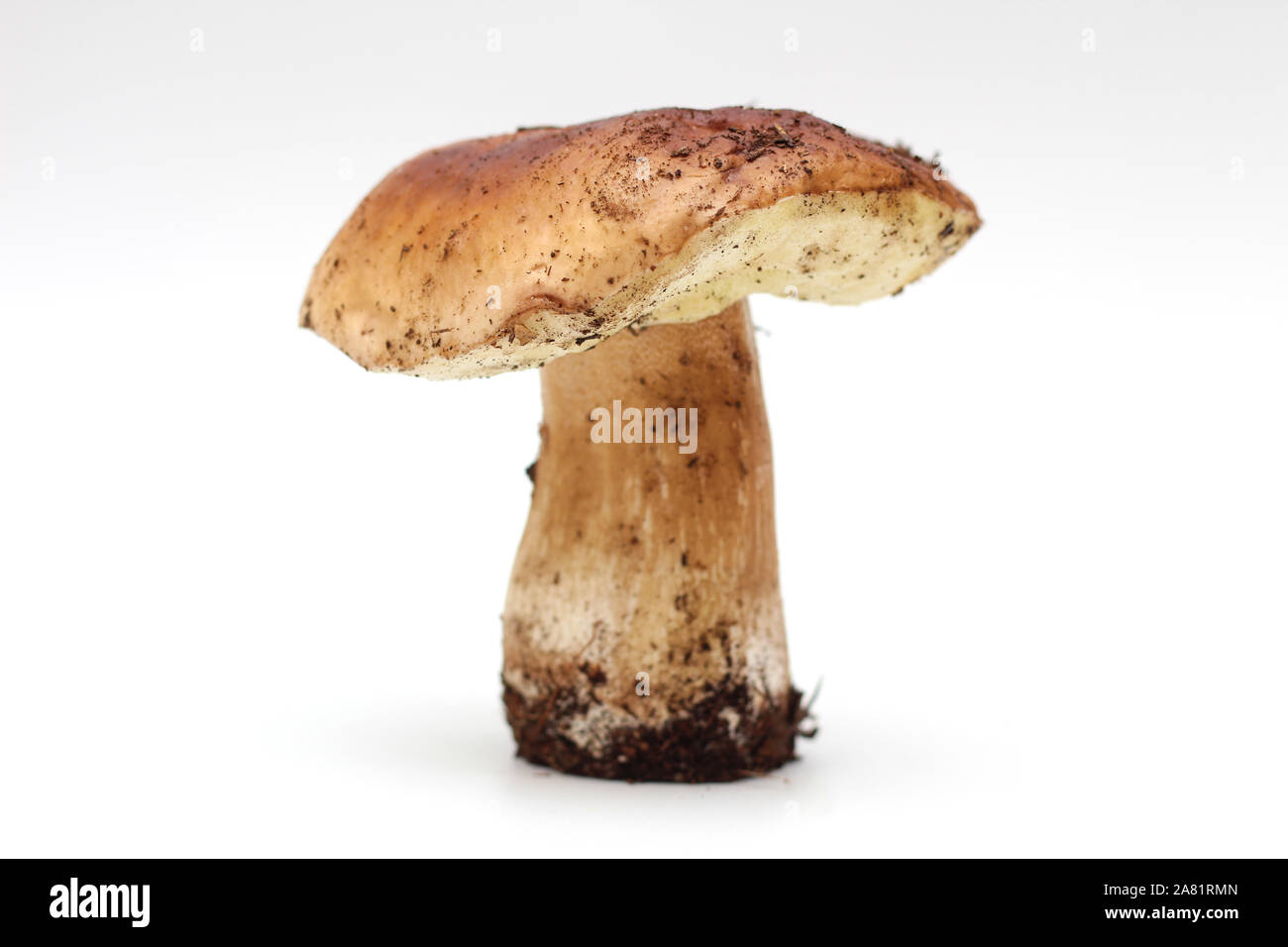 Un sale, non épluché sur tube permanent penny bun mushroom isolé sur un fond blanc. Banque D'Images