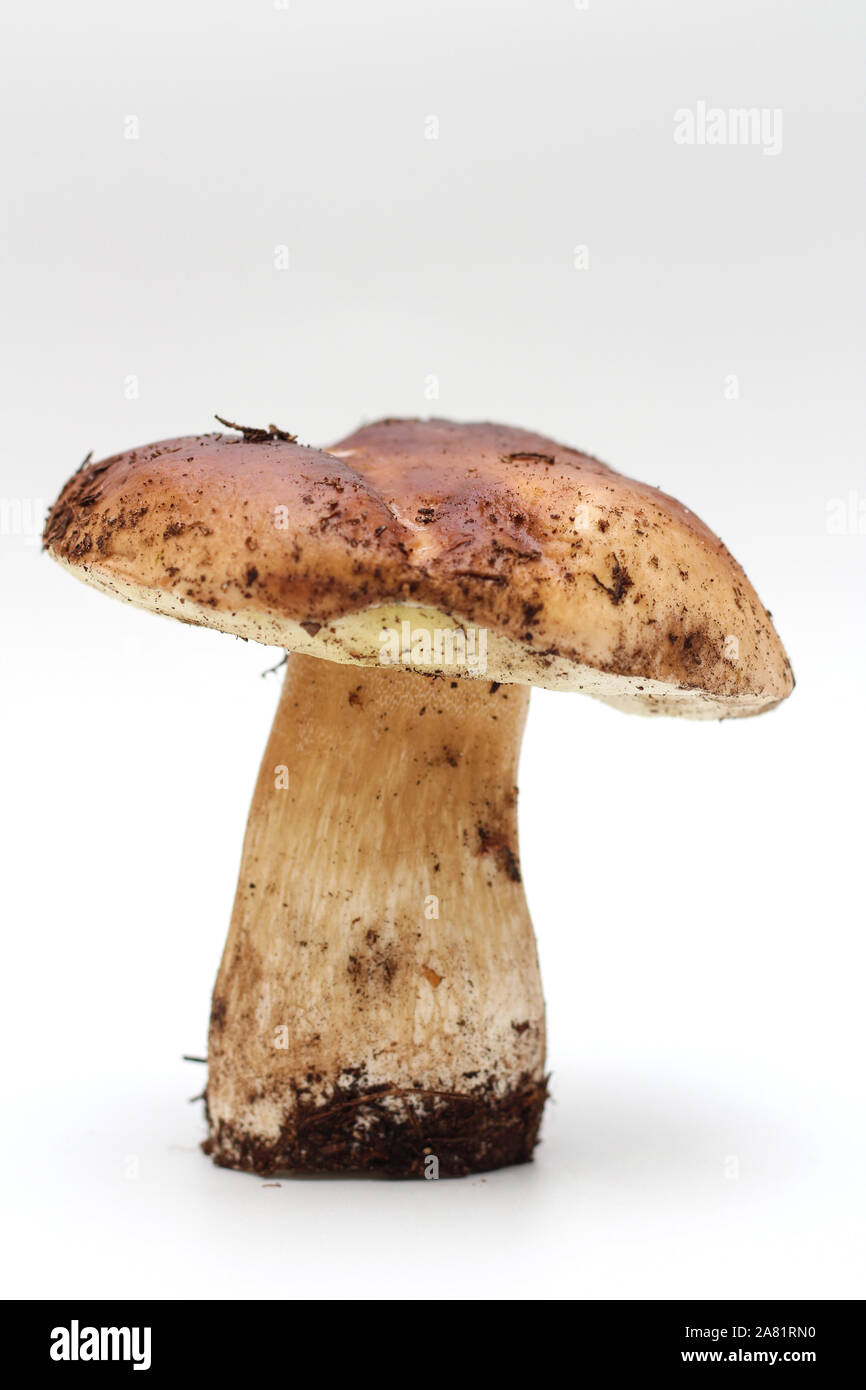 Un sale, debout sur la pelure de champignons Boletus edulis tube isolé sur un fond blanc. Banque D'Images