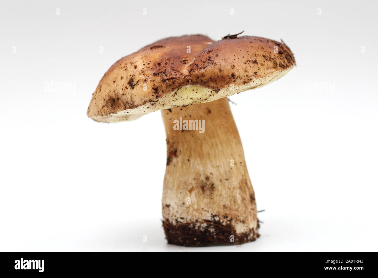 Un sale, non épluché sur permanent aux champignons porcini tube isolé sur un fond blanc. Banque D'Images