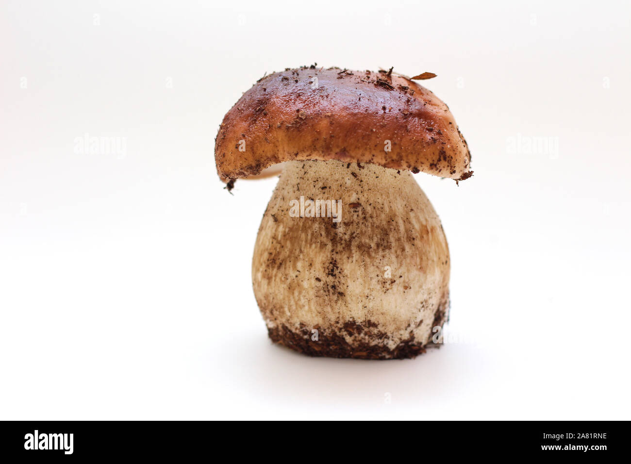 Un sale, non épluché sur permanent aux champignons porcini tube isolé sur un fond blanc. Banque D'Images
