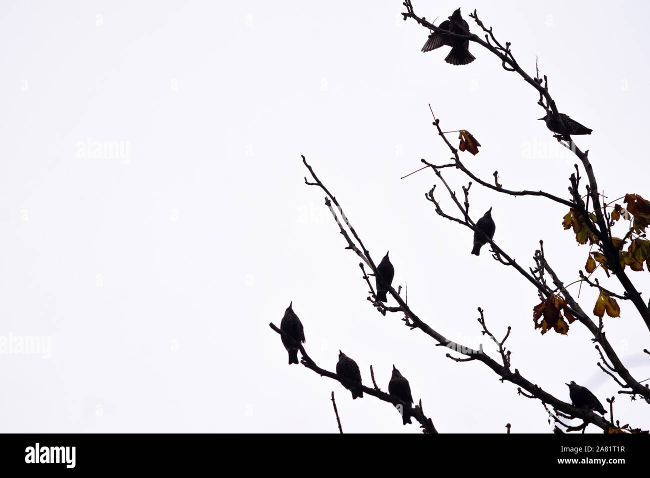 Les corbeaux sur les branches d'arbres Banque D'Images