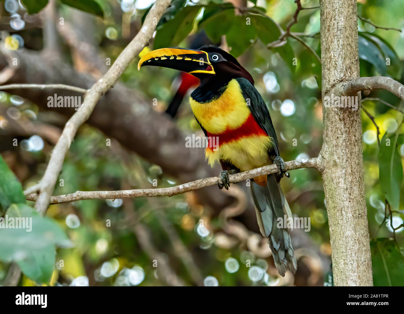 Aracari colorés Banque D'Images