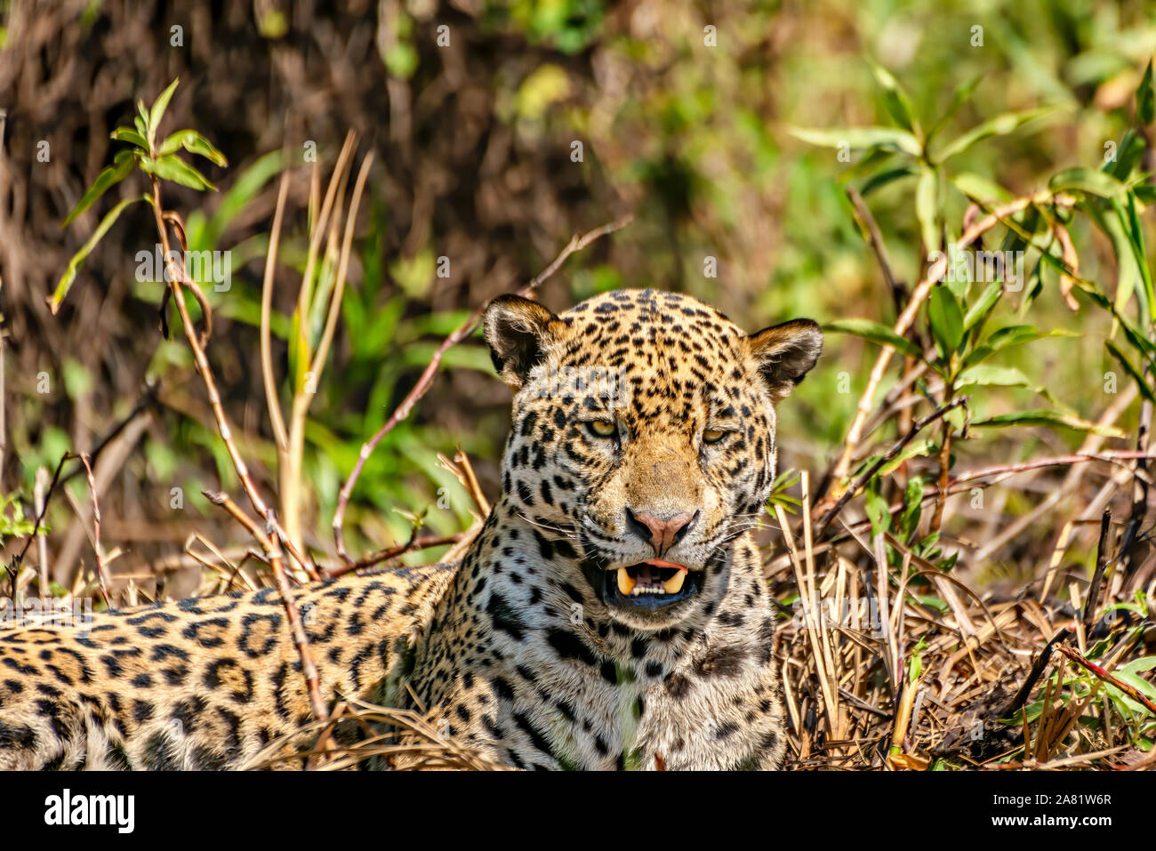# 8 Jaguar Banque D'Images