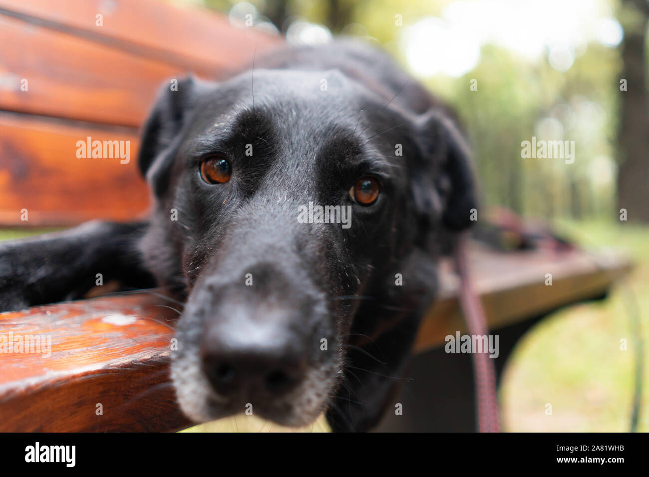 Close up of cute sans-abri chien triste abandonné au banc de parc en attente de sa famille humaine et nouvelle maison. Adoption d'animaux et de prendre soin des animaux de shel Banque D'Images