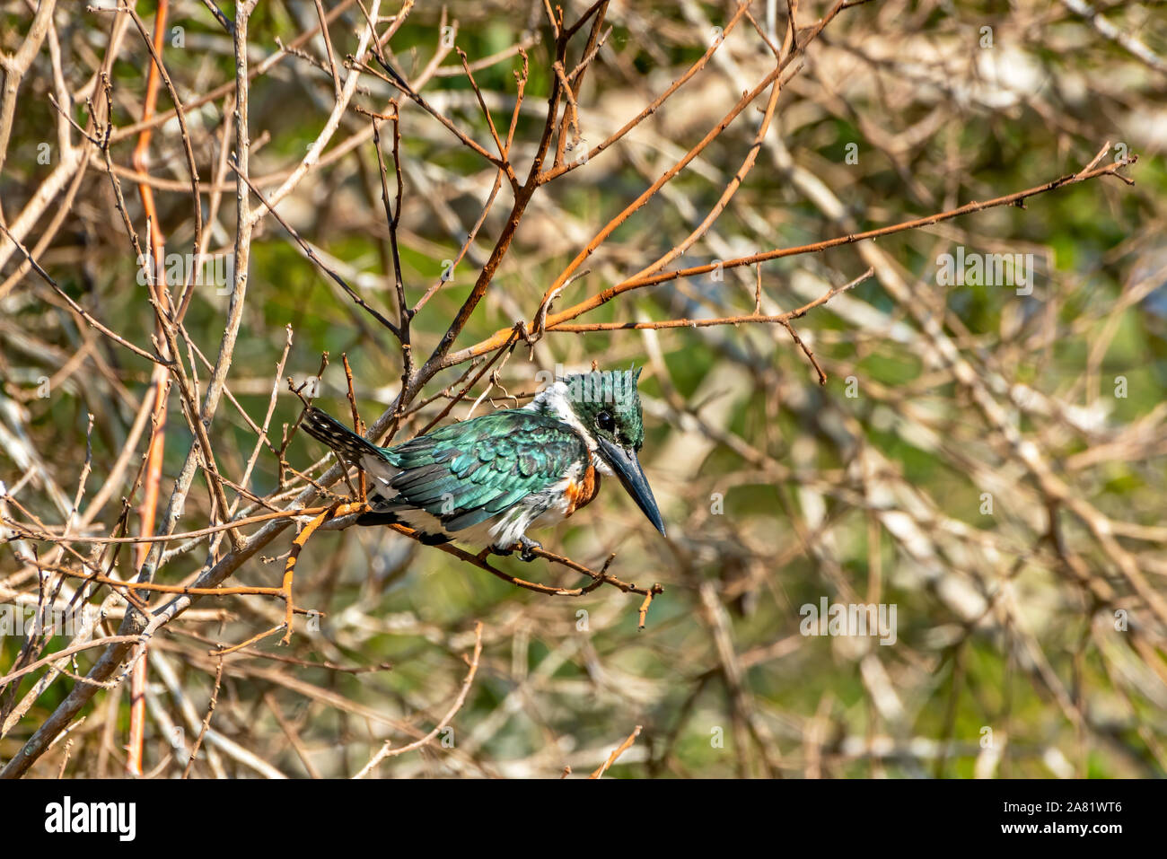 Kingfisher # 13 Banque D'Images