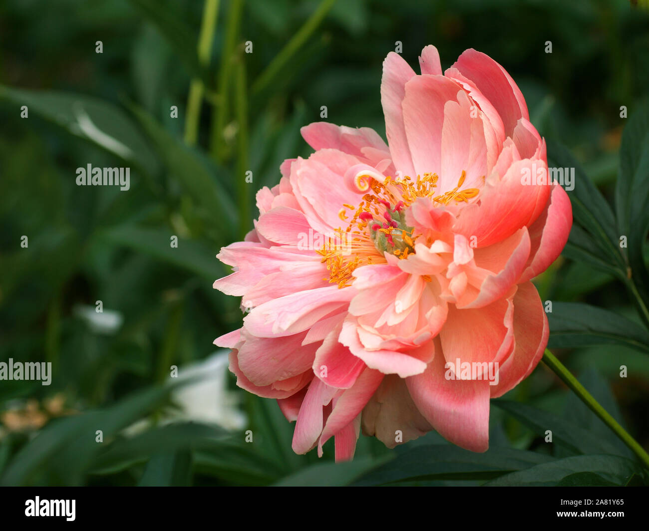 La pivoine Coral Charm. Semi-double, de pivoine rose fleur. Paeonia lactiflora pivoine chinoise (ou même jardin pivoine) Banque D'Images