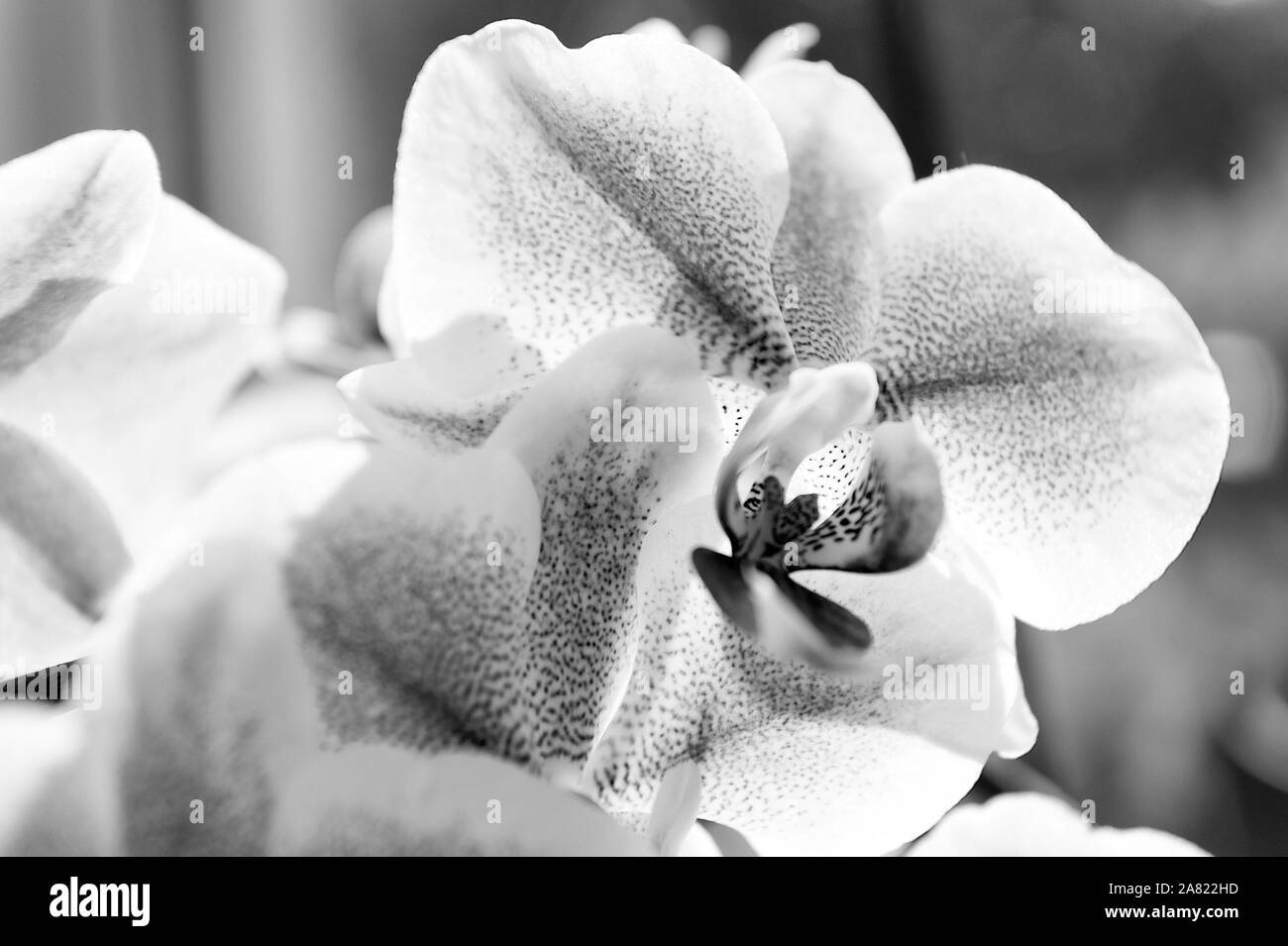 Astuces d'orchidées. Comment prendre soin des plantes tropicales à l'intérieur. Le Jardinage et la plantation. Plantes d'intérieur. Doux doux orchidées fleurs tendres close up. Orchidées fleur rose fleur violet. Orchidée Phalaenopsis. Banque D'Images