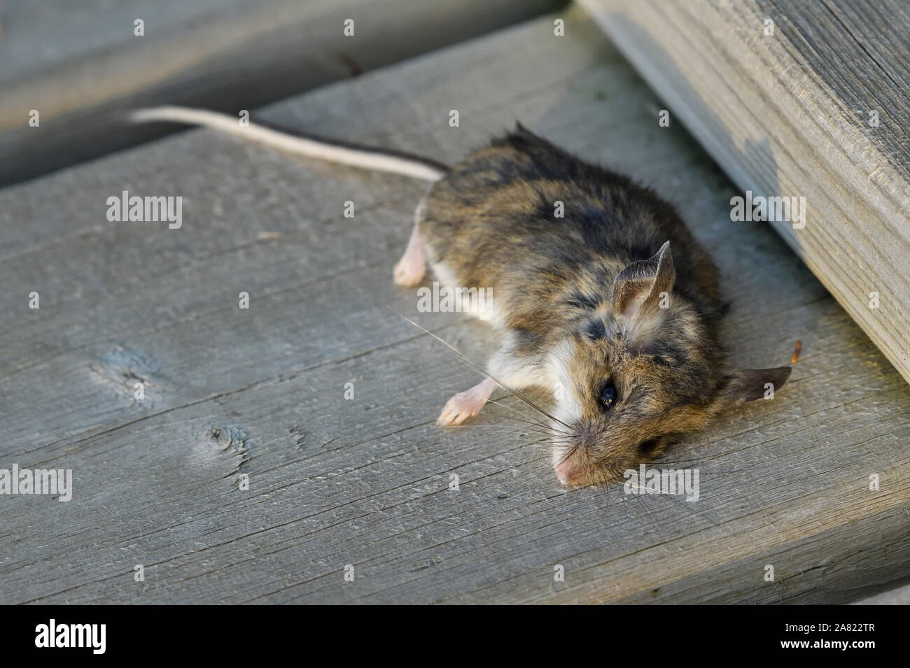 Le cadavre d'un domaine étendu de la souris sur une promenade près de Hinton, Alberta, Canada. Banque D'Images