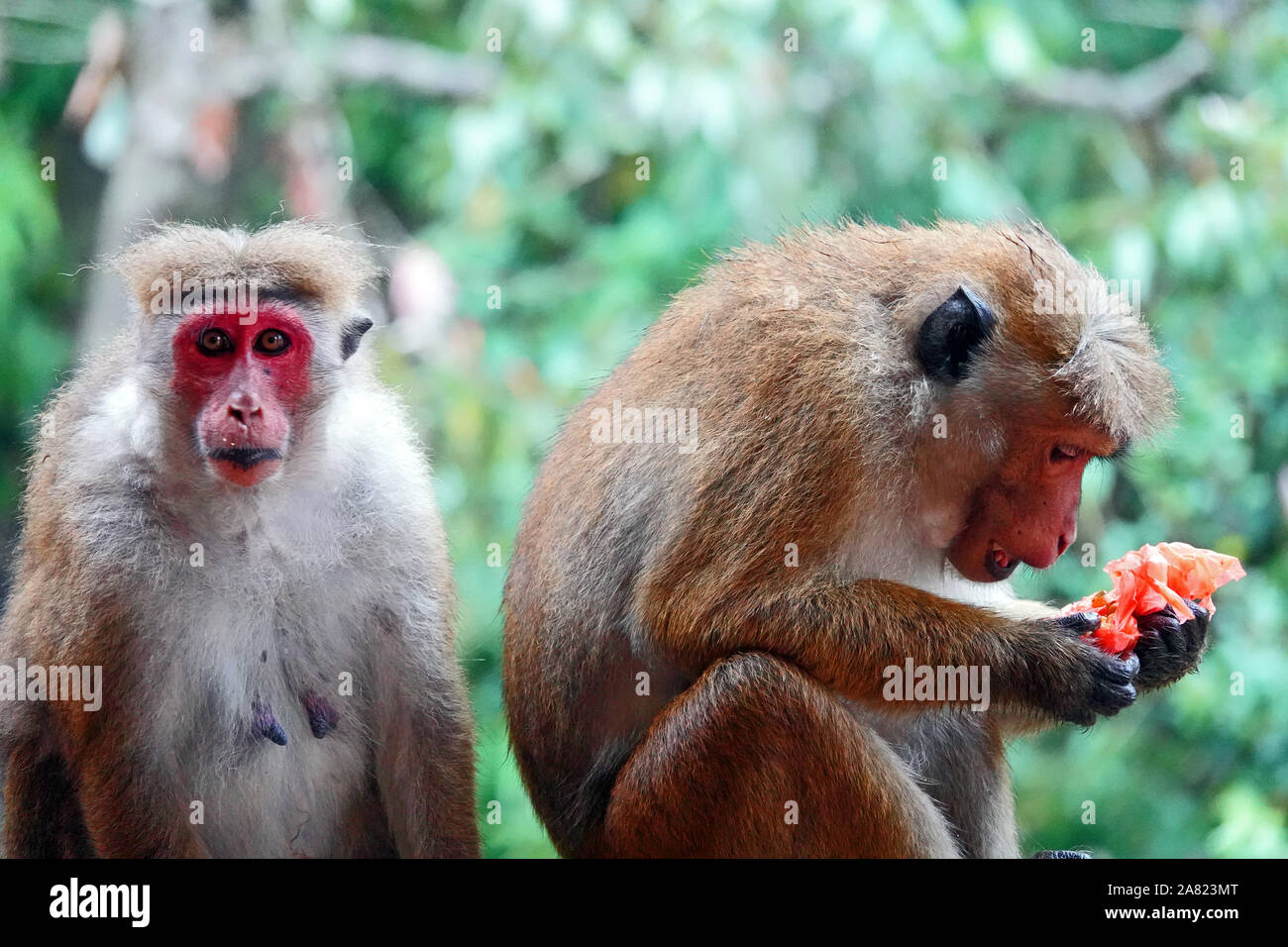 Les singes à Sita Amman Temple Hindou, Seetha Eliya, Hill Country, Sri Lanka Banque D'Images