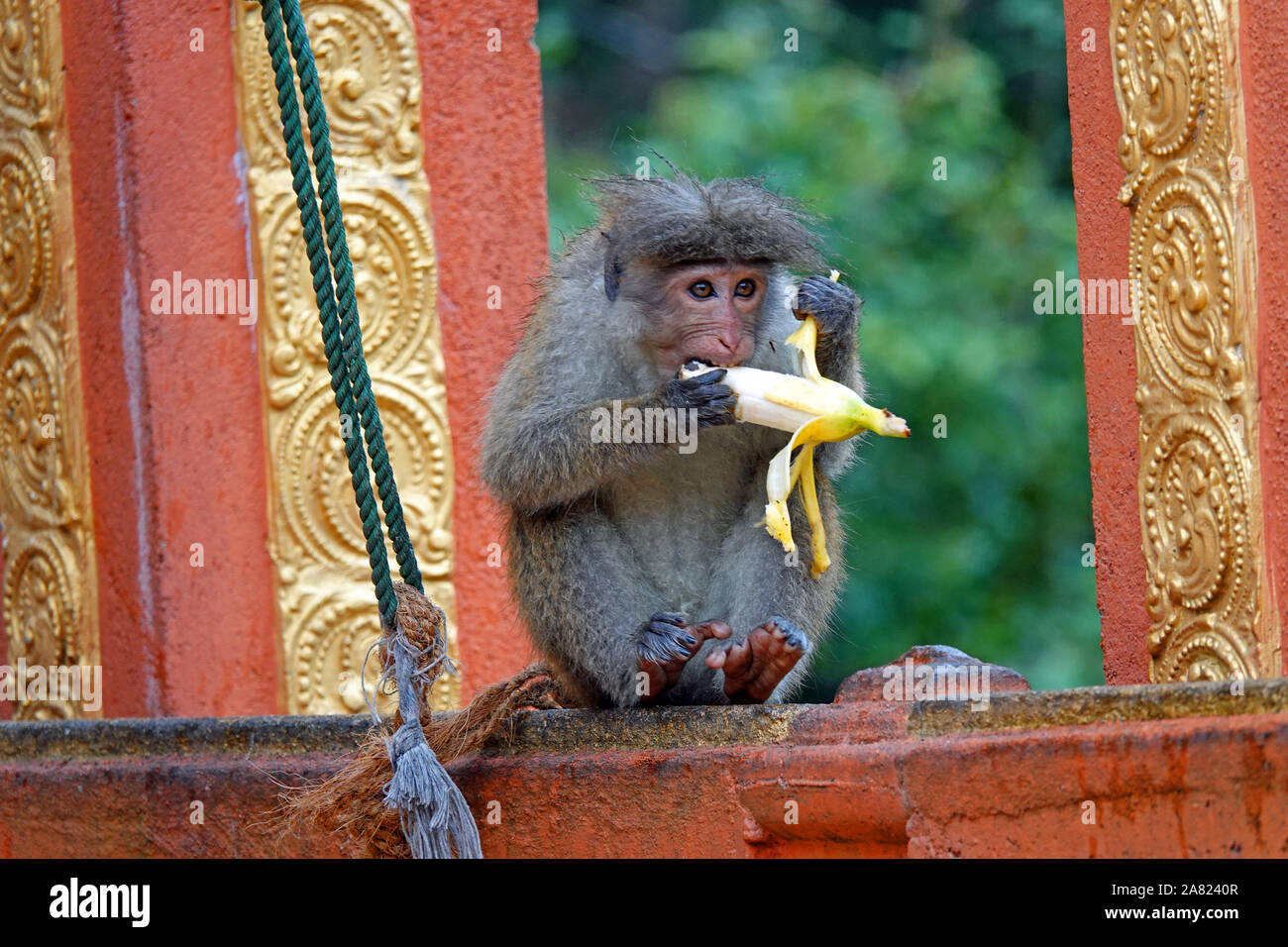 Singe à Sita Amman Temple Hindou, Seetha Eliya, Hill Country, Sri Lanka Banque D'Images