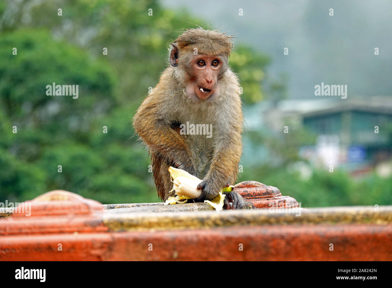 Singe à Sita Amman Temple Hindou, Seetha Eliya, Hill Country, Sri Lanka Banque D'Images