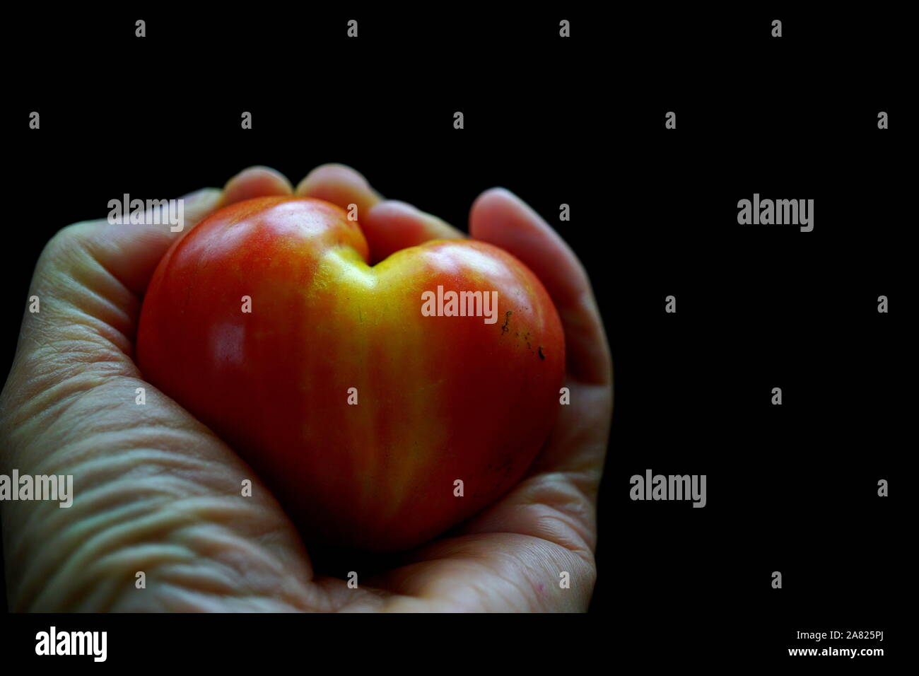 Coeur en santé concept - hand holding heart-shape (Tomate Tomate Coeur de boeuf) avec un arrière-plan foncé 'votre santé est entre vos mains" Banque D'Images