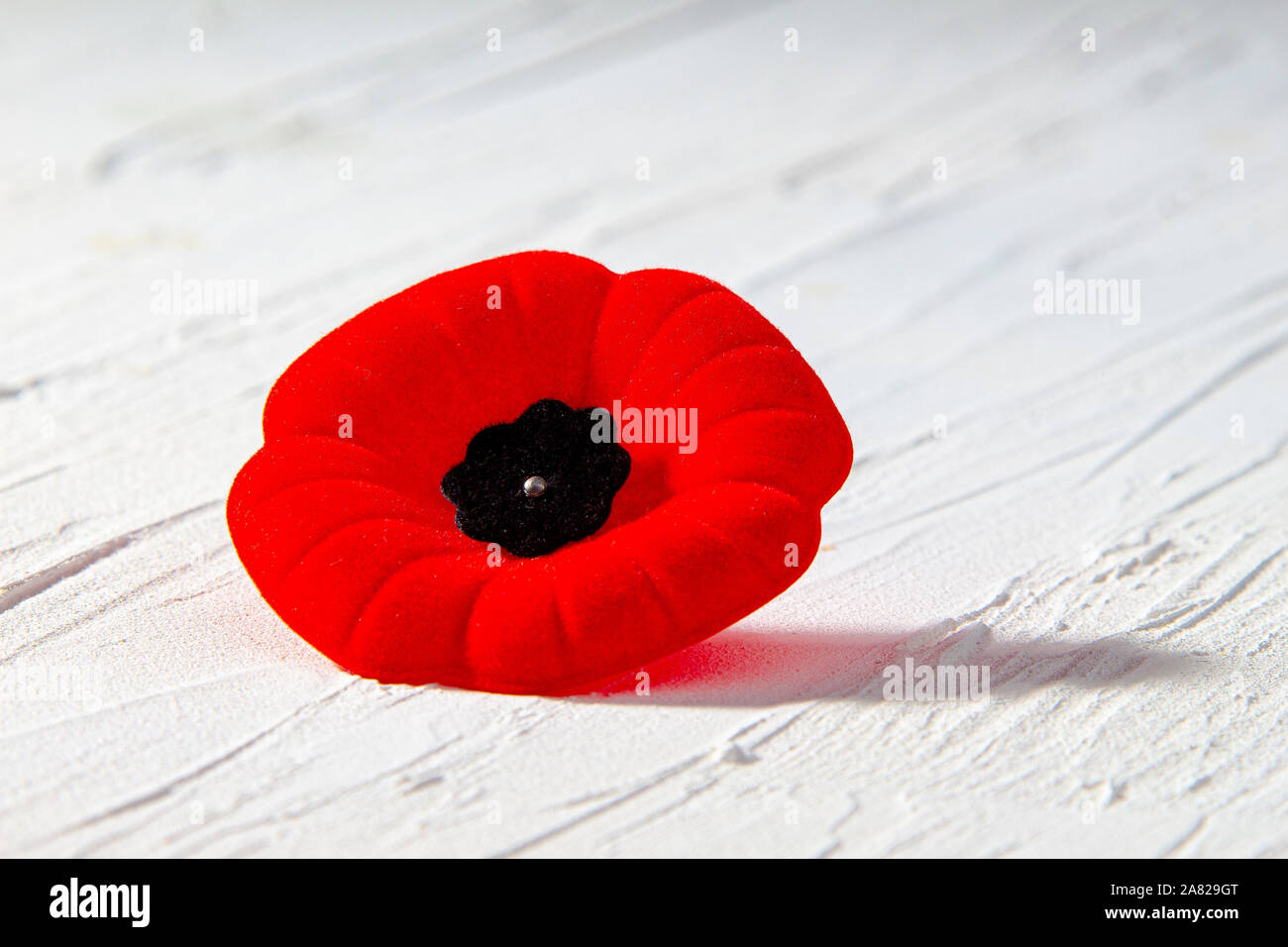 Coquelicot du jour fleur avec une ombre Banque D'Images