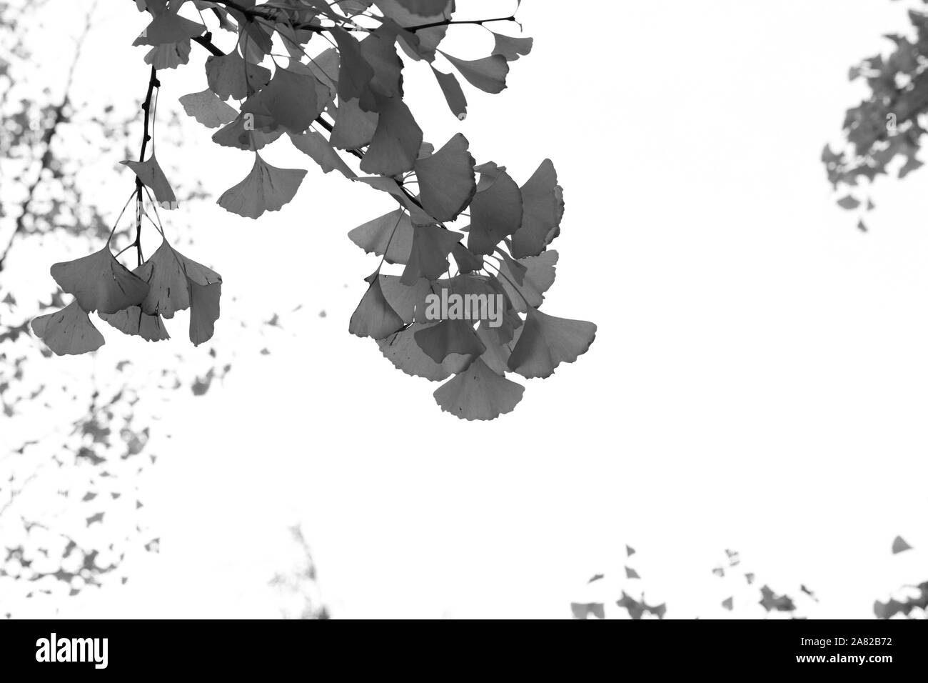 Jardin de fleurs monochromes Beijing Chine Banque D'Images