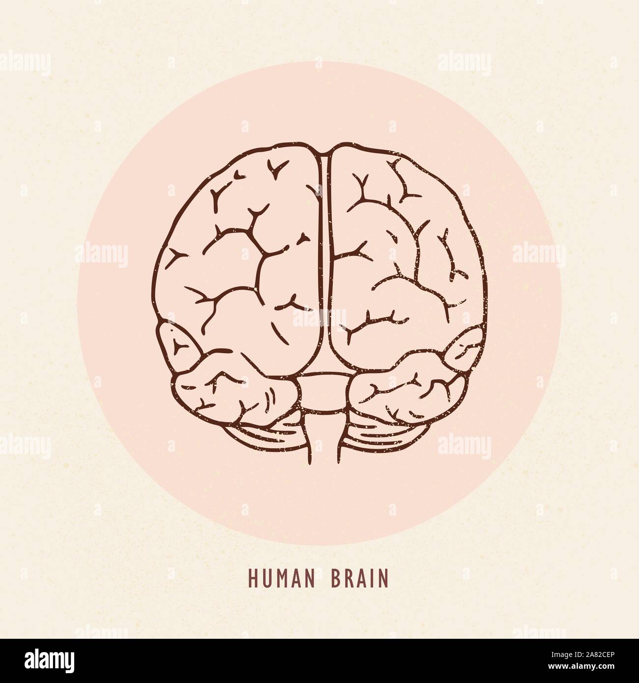 Vector illustration dessinée à la main du cerveau humain. Illustration de Vecteur