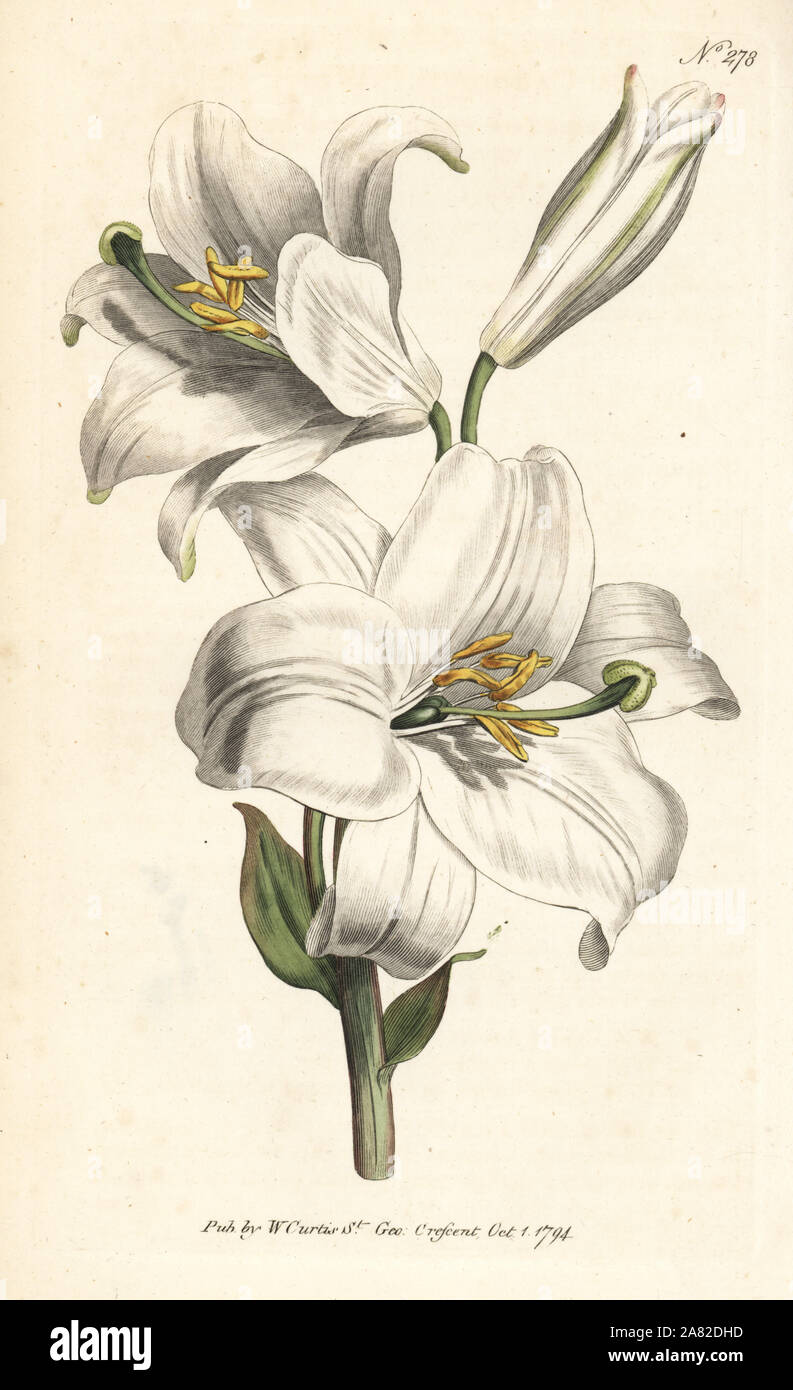 Le lys ou lis blanc, lilium candidum. Coloriée à la gravure sur cuivre de William Curtis' Botanical Magazine, Londres, 1794. Banque D'Images