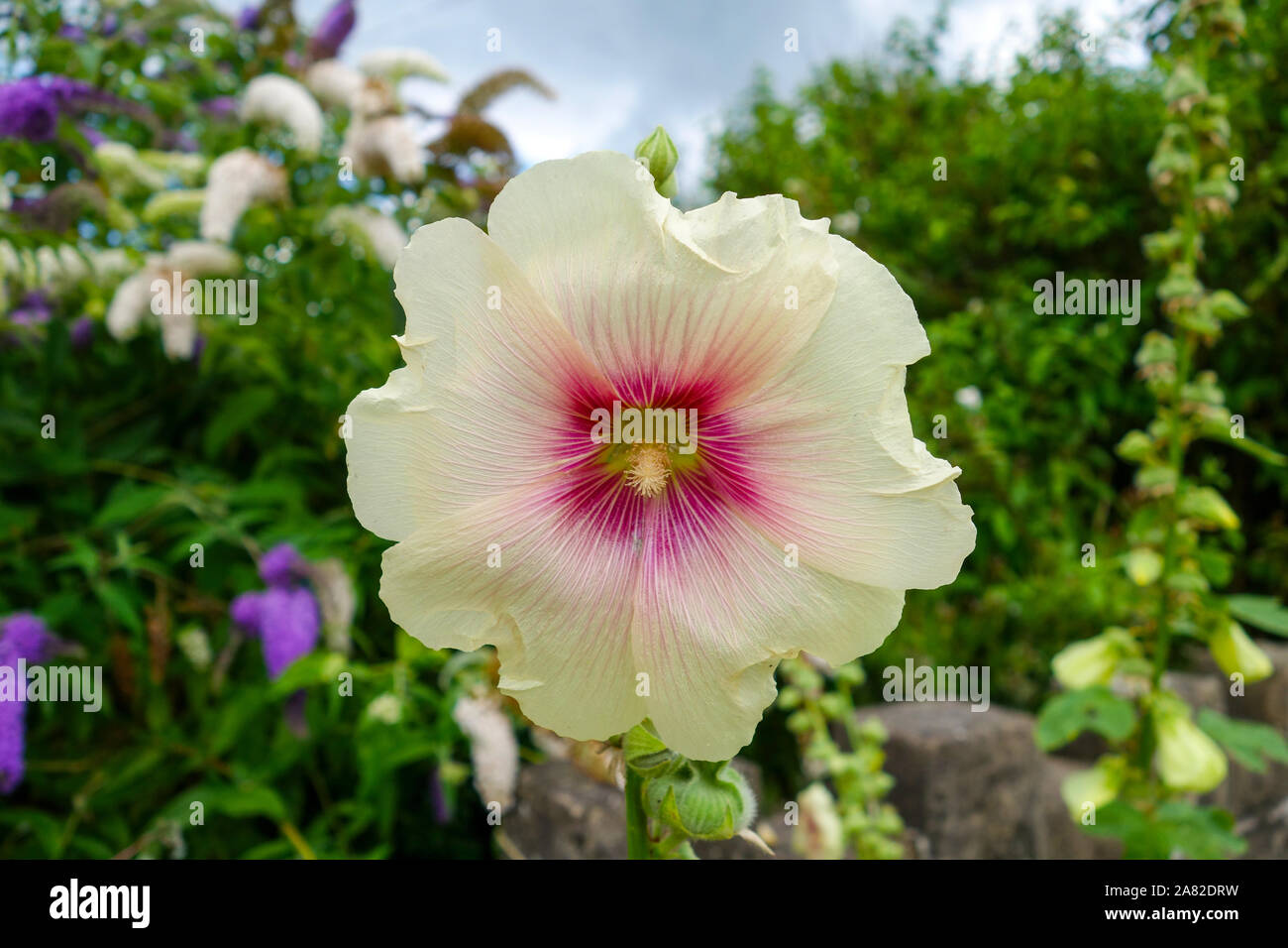 Un gros plan d'une fleur rose trémière, England, UK Banque D'Images