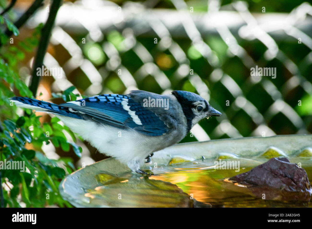 Blue Jays Banque D'Images