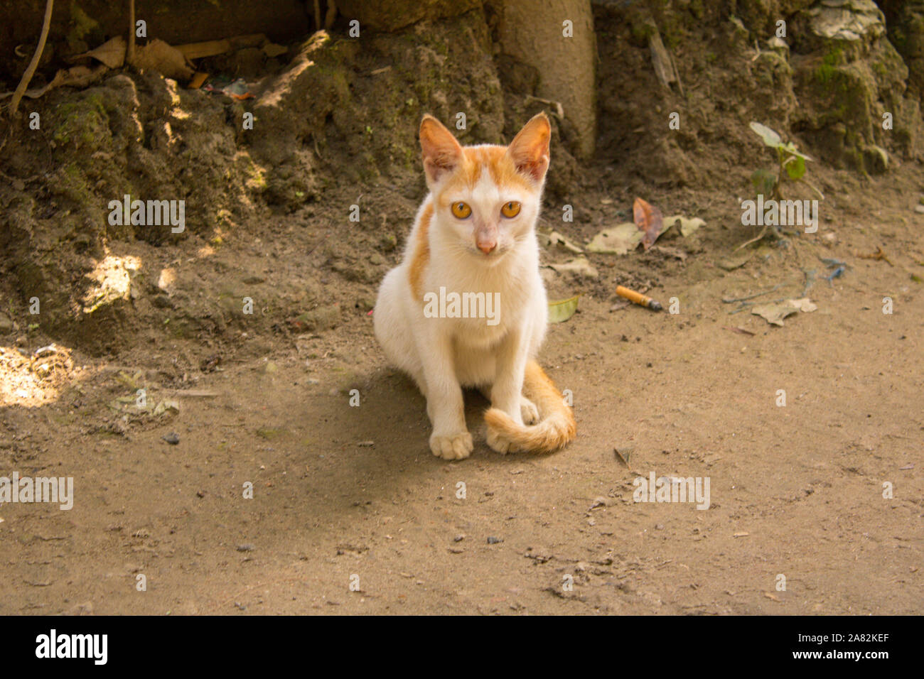 Un mignon kitty marron sur le sol argileux Banque D'Images