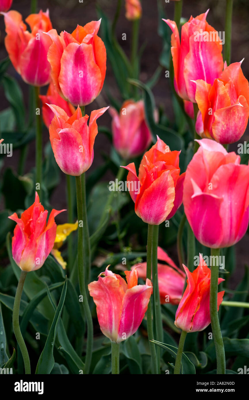 Tulipes colorées en Hollande Michigan USA Banque D'Images