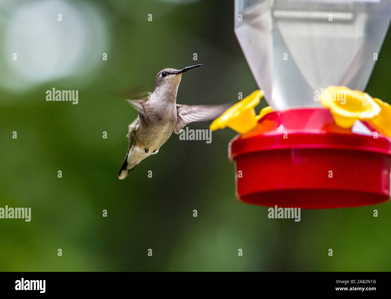 Arrière-cour commerciale des mangeoires pour hummingbird Banque D'Images