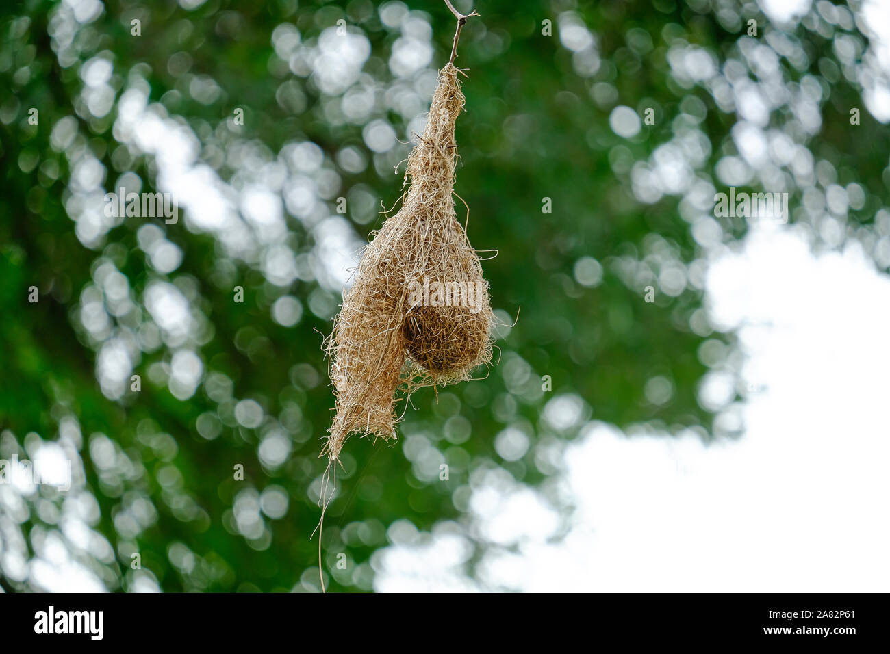 Weaver nids d'oiseaux dans le parc national Kruger, Afrique du Sud Banque D'Images