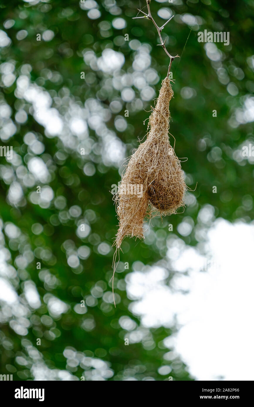 Weaver nids d'oiseaux dans le parc national Kruger, Afrique du Sud Banque D'Images