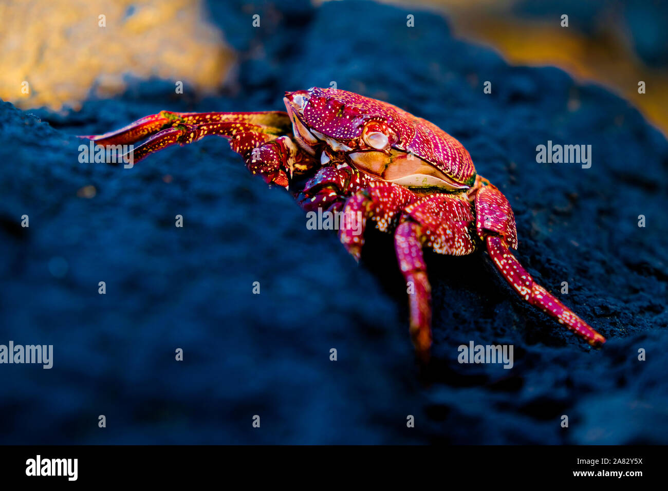 Crabe rouge sec sur une pierre de lave noire. Banque D'Images