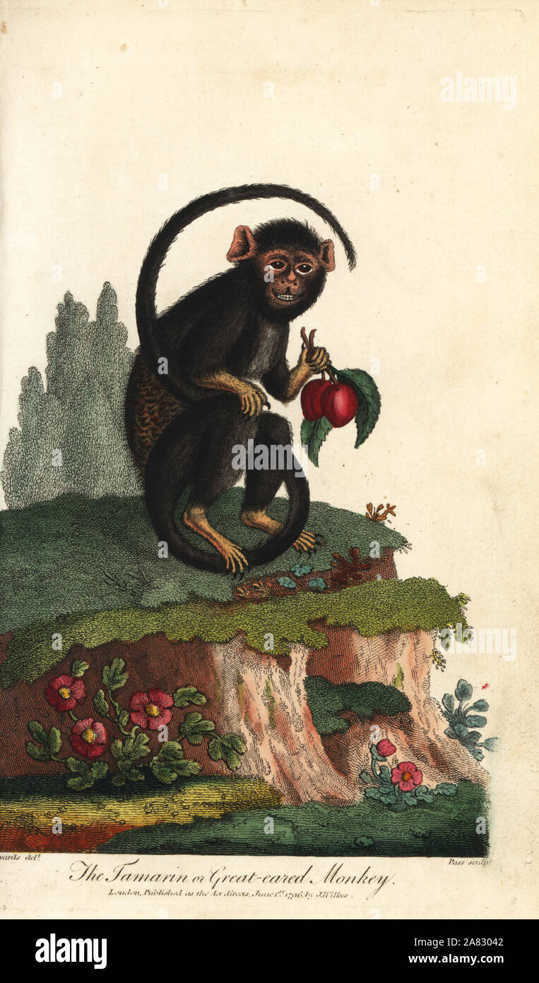 La main dans le tamarin, Saguinus midas. Tamarin ou le hibou grand singe. Coloriée à la gravure sur cuivre par J. Pass après une illustration par George Edwards de pesées d'Ebenezer's Système universel d'Histoire Naturelle, Londres, 1796. Banque D'Images