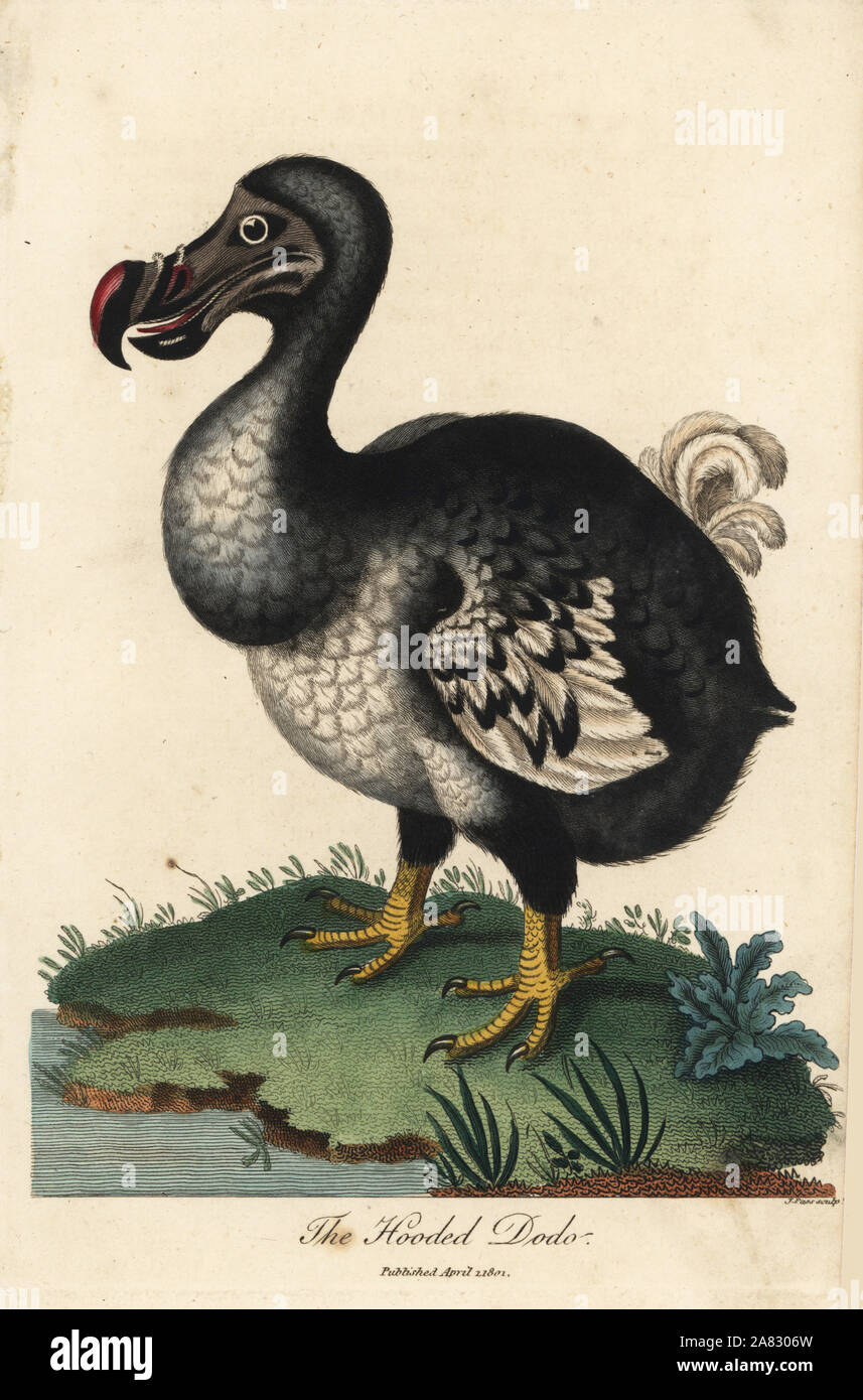 Raphus cucullatus, Dodo, oiseau disparu. Coloriée à la gravure sur cuivre par J. Passer d'Ebenezer éventuellement's Système universel de l'Histoire Naturelle, Londres, 1801. Banque D'Images
