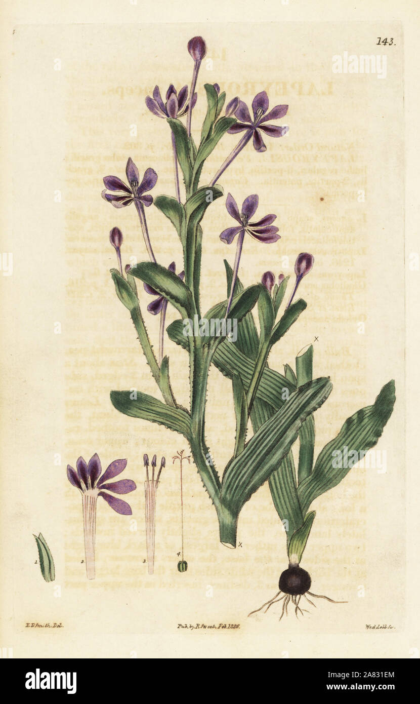 Télévision-à tige, lapeirousia Lapeirousia anceps. Coloriée à la gravure sur cuivre de Weddell par après une illustration botanique par Edward Dalton Smith, de Robert Sweet's le jardin de fleurs britannique, Ridgeway, Londres, 1826. Banque D'Images