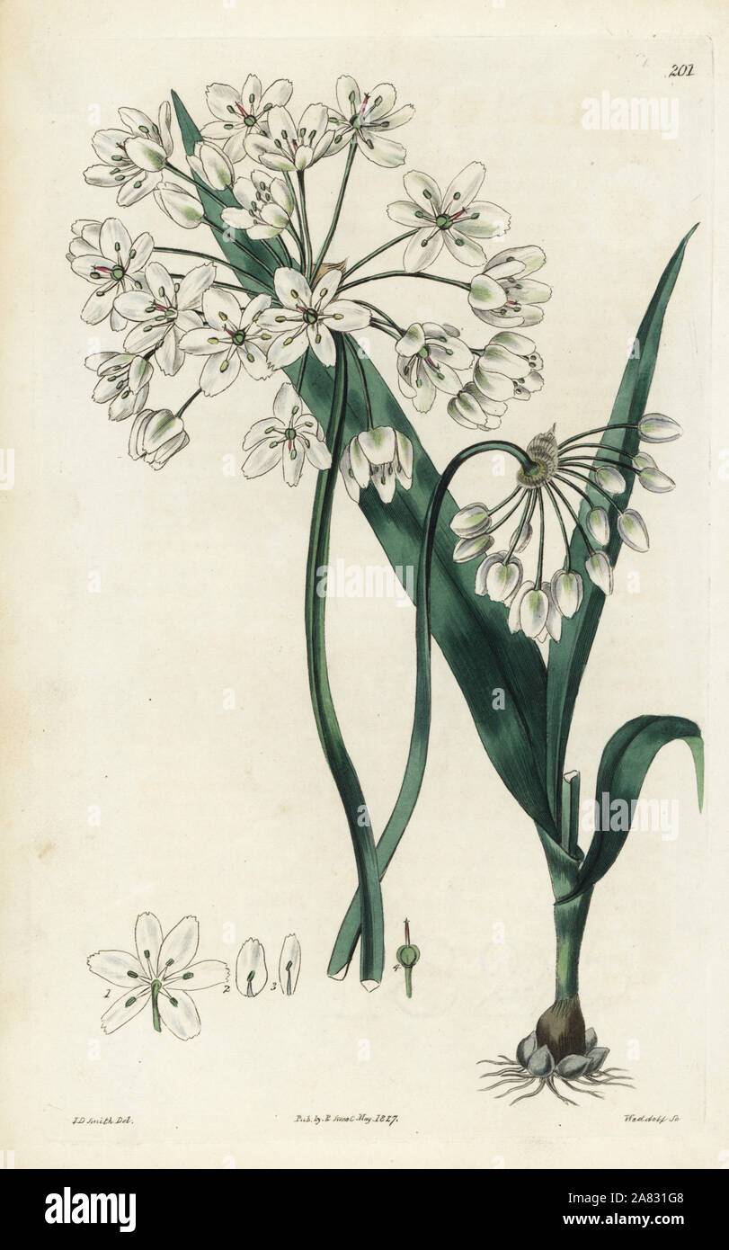 Naples ou l'ail, Allium neapolitanum moly napolitaine. Coloriée à la gravure sur cuivre de Weddell par après une illustration botanique par Edward Dalton Smith, de Robert Sweet's Les Britanniques Jardin de fleurs, Ridgeway, Londres, 1827. Banque D'Images