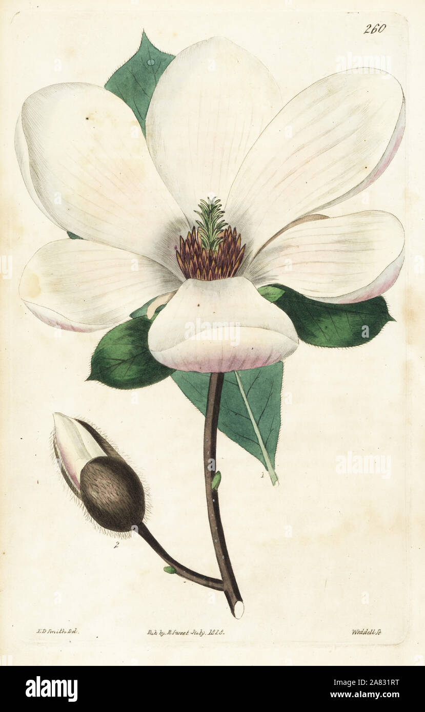 Saucer magnolia ou Soulange-Bodin's magnolia, Magnolia soulangeana. Hybride. Coloriée à la gravure sur cuivre de Weddell par après une illustration botanique par Edward Dalton Smith, de Robert Sweet's Les Britanniques Jardin de fleurs, Ridgeway, Londres, 1828. Banque D'Images