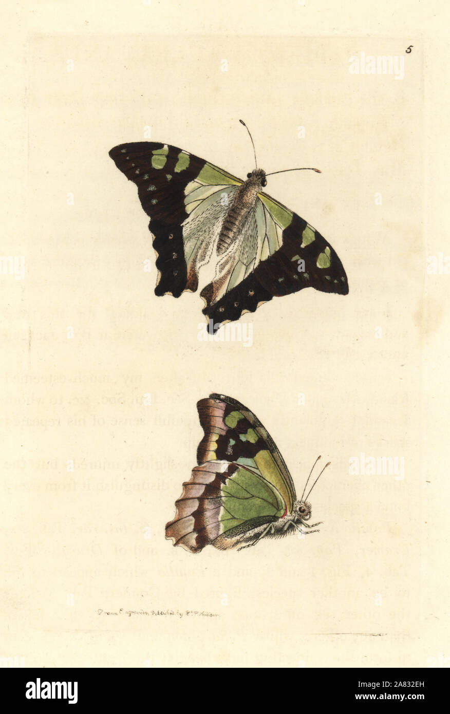 Le Macleay, Graphium macleayanus swallowtail (Macleay's butterfly, Papilio macleayanus). La gravure sur cuivre coloriée dessiné et gravé par Richard Nodder Sciences de William Elford Leach's Zoological Miscellany, McMillan, Londres, 1814. Banque D'Images