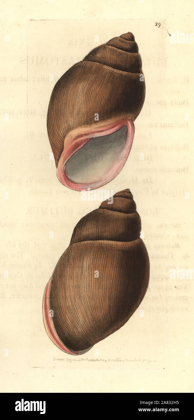 Rose-mouthed bulimus, Bulimus. haemastomus La gravure sur cuivre coloriée dessiné et gravé par Richard Nodder Sciences de William Elford Leach's Zoological Miscellany, McMillan, Londres, 1814. Banque D'Images