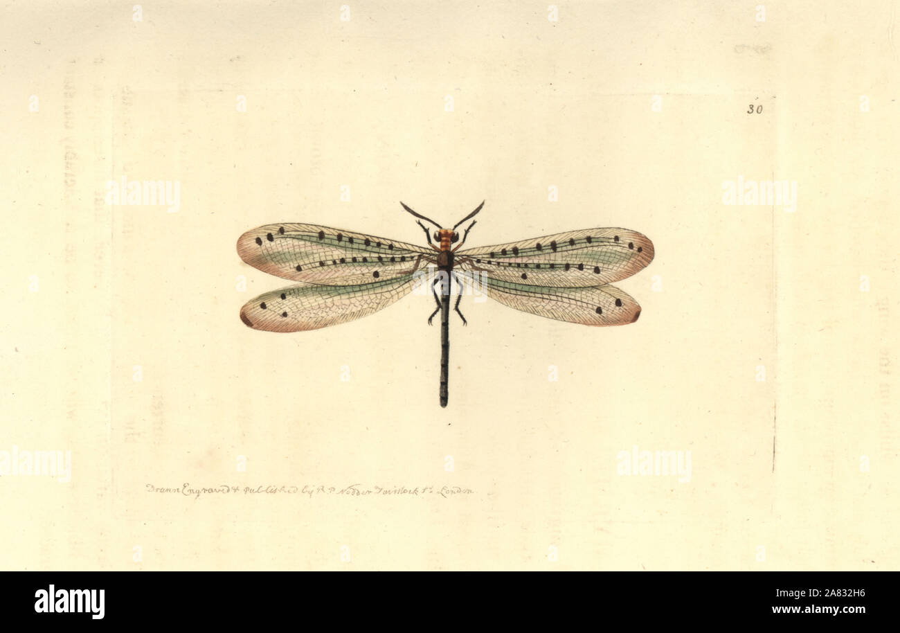 Callistoleon erythrocephalus (myrmeleon à tête rouge, Myrmeleon erythrocephalum). La gravure sur cuivre coloriée dessiné et gravé par Richard Nodder Sciences de William Elford Leach's Zoological Miscellany, McMillan, Londres, 1814. Banque D'Images