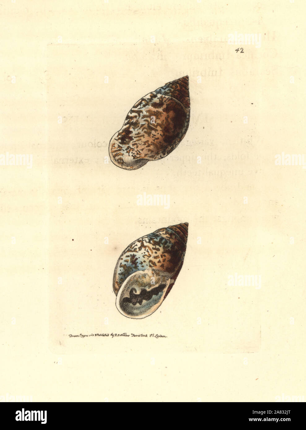 Pythia scarabaeus snail (Imbrial, scarabus Scarabus imbrium). La gravure sur cuivre coloriée dessiné et gravé par Richard Nodder Sciences de William Elford Leach's Zoological Miscellany, McMillan, Londres, 1814. Banque D'Images