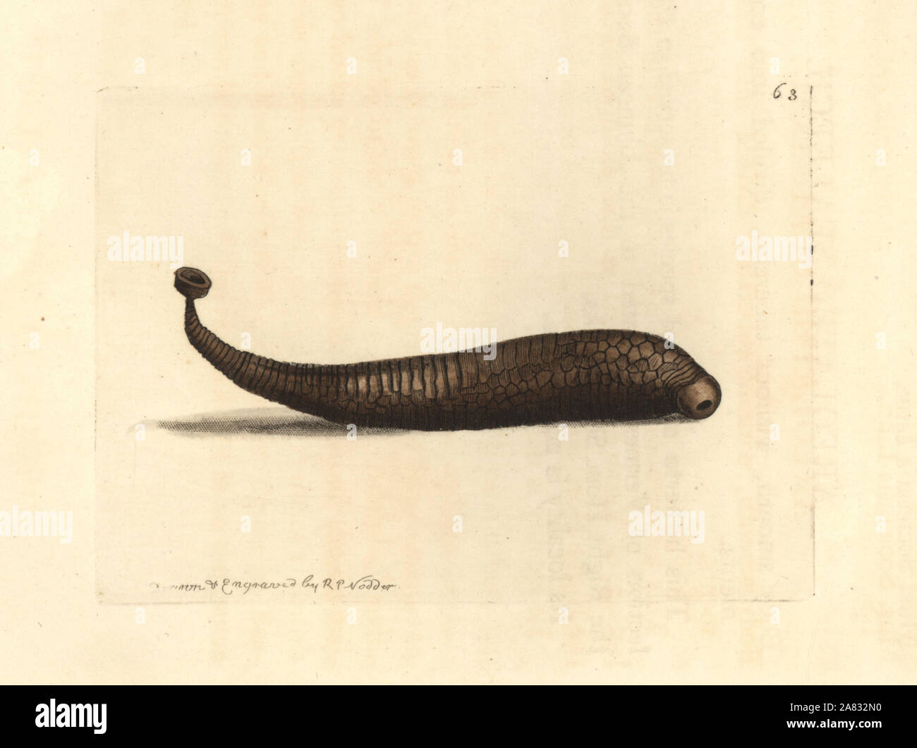 Areolated sealeech, Pontobdella areolata. La gravure sur cuivre coloriée dessiné et gravé par Richard Nodder Sciences de William Elford Leach's Zoological Miscellany, McMillan, Londres, 1815. Banque D'Images