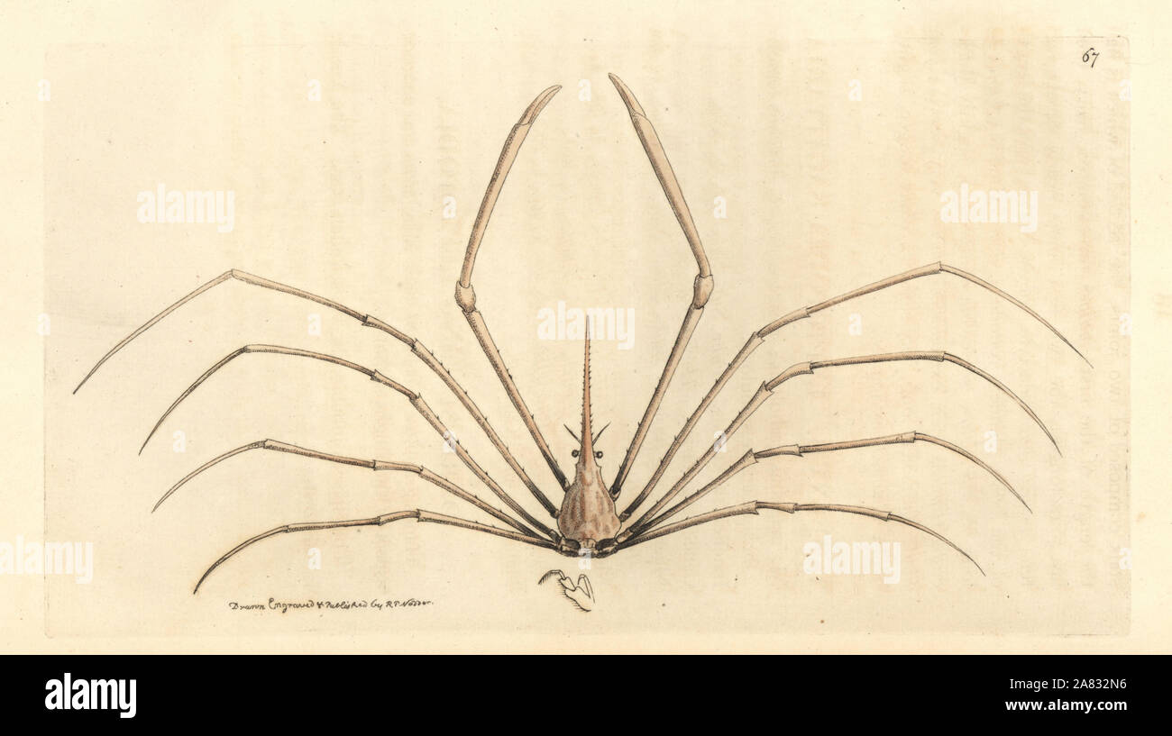 Crabe flèche Yellowline, Stenorhynchus seticornis (Dart-Leptopodia leptopodia de roulement, sagittaria). La gravure sur cuivre coloriée dessiné et gravé par Richard Nodder Sciences de William Elford Leach's Zoological Miscellany, McMillan, Londres, 1815. Banque D'Images