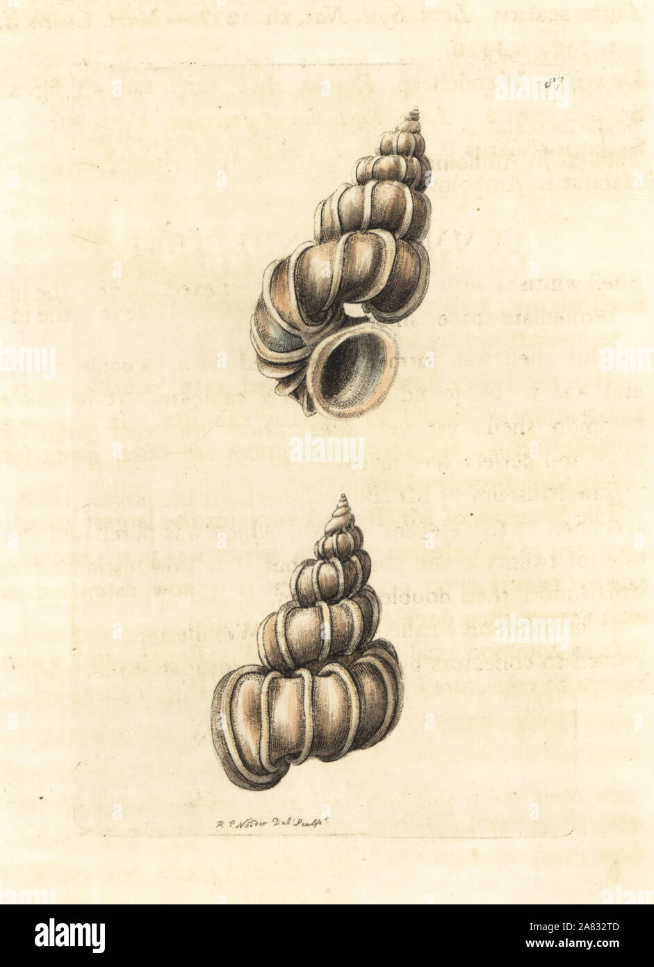 Wentletrap Epitonium scalare précieux, wendeltrap Aciona (Commun), scalaris. La gravure sur cuivre coloriée dessiné et gravé par Richard Nodder Sciences de William Elford Leach's Zoological Miscellany, McMillan, Londres, 1815. Banque D'Images