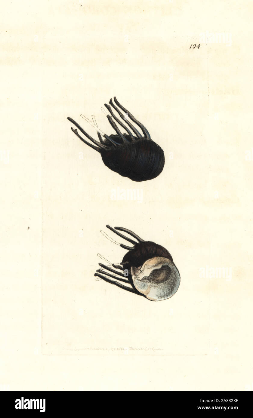 Clithon coronatum (couronné, clithon Clithon coronata). La gravure sur cuivre coloriée dessiné et gravé par Richard Nodder Sciences de William Elford Leach's Zoological Miscellany, McMillan, Londres, 1815. Banque D'Images