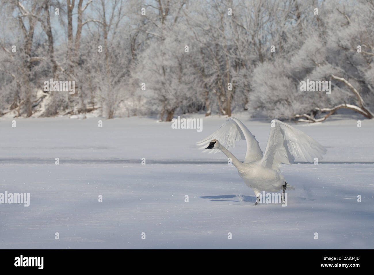 Cygne trompette (Cygnus buccinator) Banque D'Images