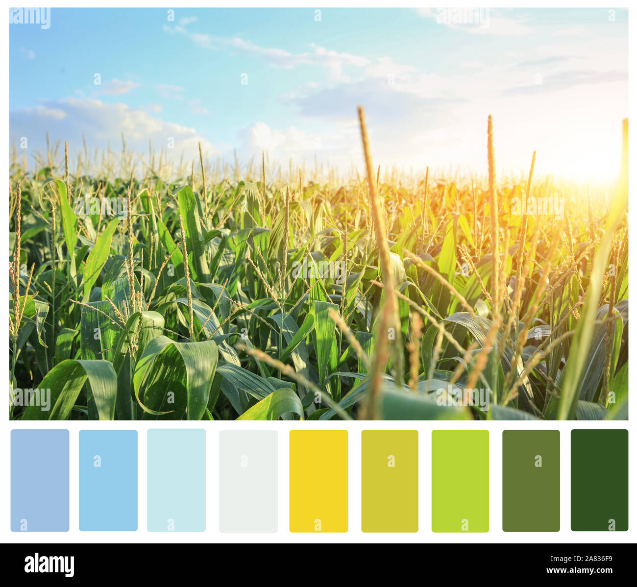 Champ de maïs vert sur la journée d'été. Les motifs de couleurs différentes Banque D'Images