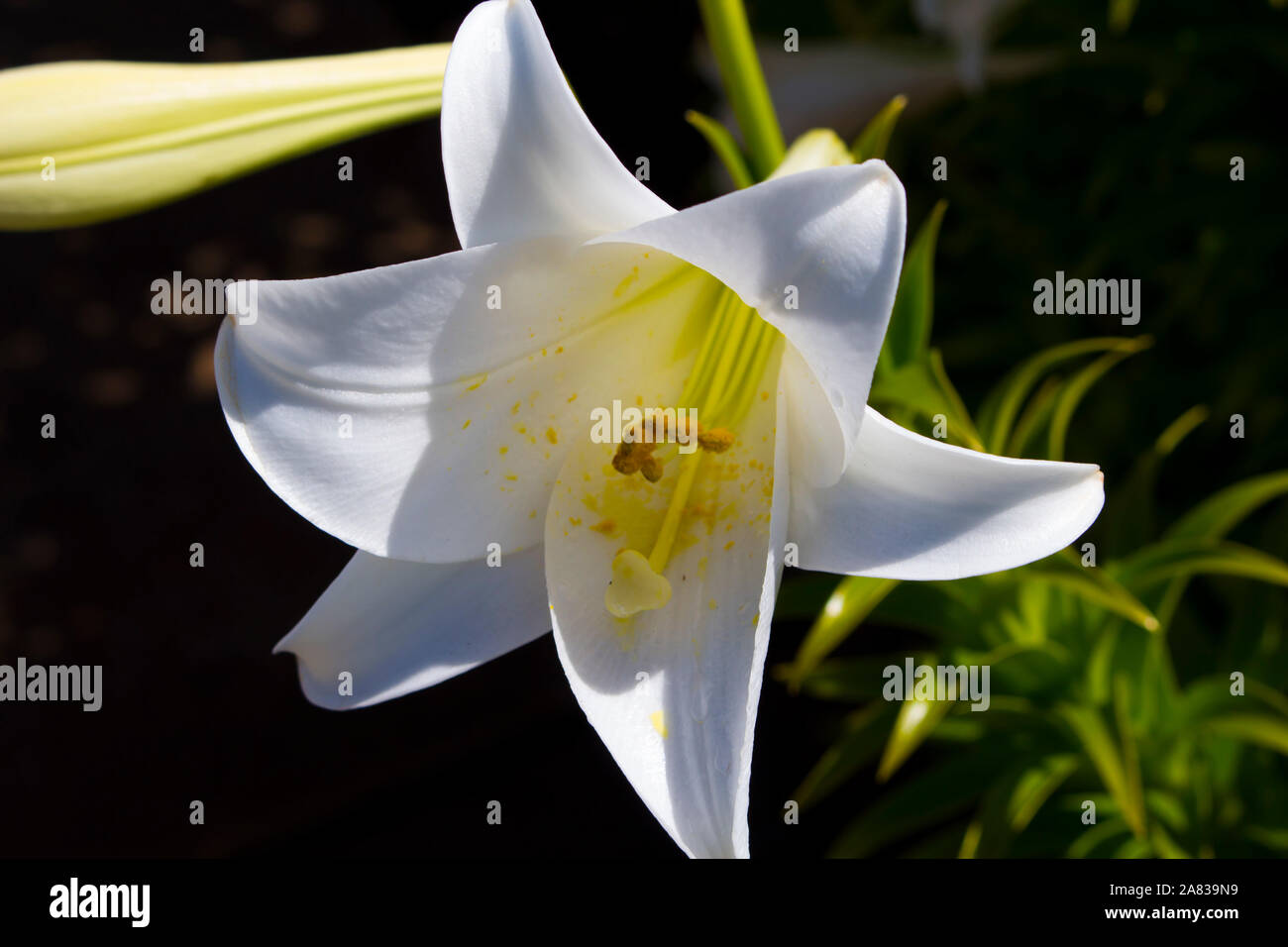 Lilium candidum glorieux le lys ou une plante dans le genre Lilium, l'un des  véritables fleurs de lys à la fin du printemps est une plante de jardin  décoratif Photo Stock -