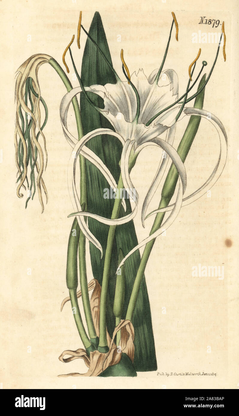 Beach spider lily, Hymenocallis littoralis (Fan-leaved pancratium Pancratium, distichum). Gravure coloriée de Weddell botanique par John Sims Curtis's Botanical Magazine, Couchman, Londres, 1816. Banque D'Images