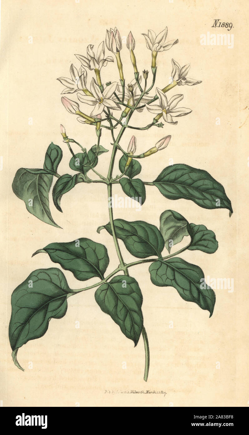 Jasmin, Jasminum azoricum des. Jardin botanique de gravure coloriée à John Sims' Curtis's Botanical Magazine, Couchman, Londres, 1816. Banque D'Images