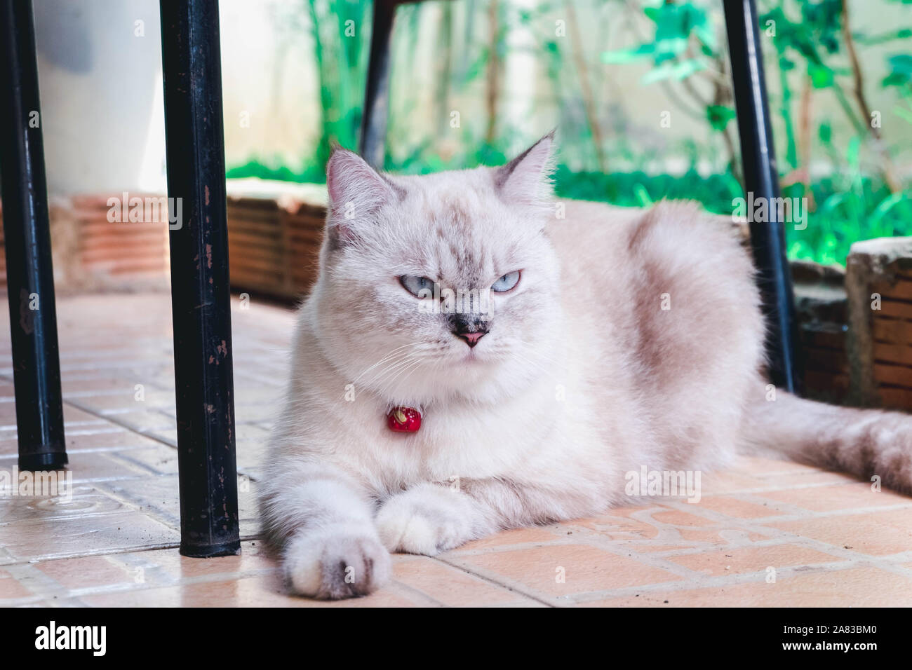 Chat persan mix thaï. Banque D'Images
