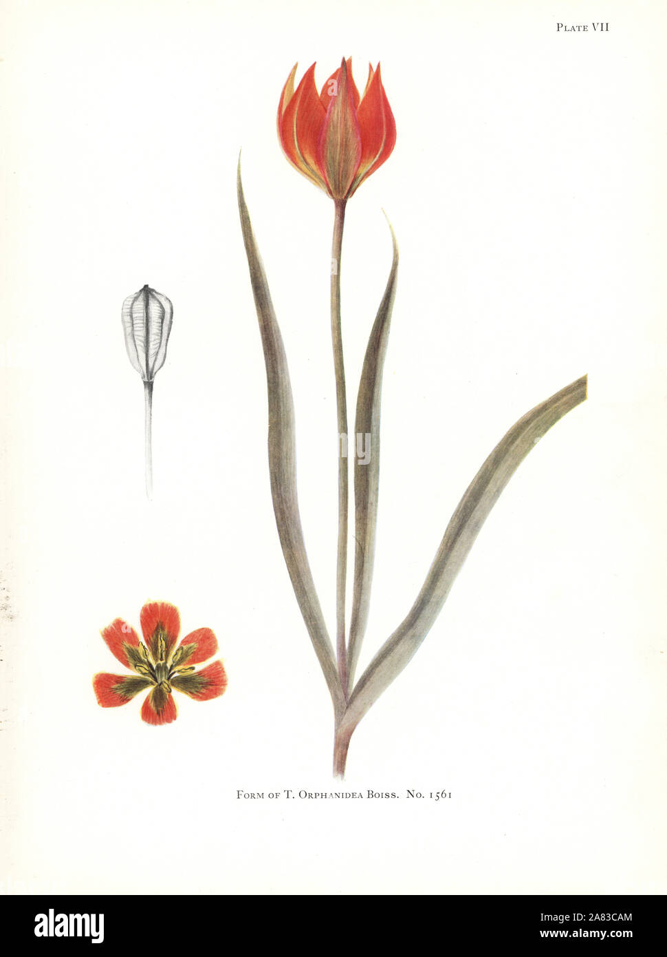 Forme de Tulipa orphanidea no 1561. Sérigraphie illustration botanique par Elsie Katherine Digues de William R. digues' Notes sur les espèces de tulipes, Herbert Jenkins Ltd., Londres, 1930. Banque D'Images