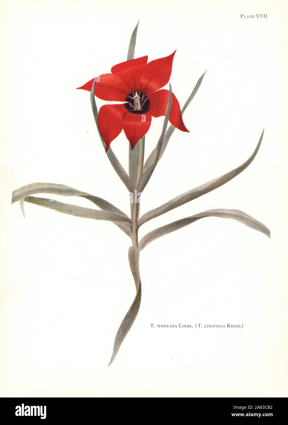 Bokhara tulip, Tulipa montana (Tulipa linifolia). Sérigraphie illustration botanique par Elsie Katherine Digues de William R. digues' Notes sur les espèces de tulipes, Herbert Jenkins Ltd., Londres, 1930. Banque D'Images